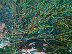 Brassicophycus sisymbrioides