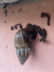 Lissachatina fulica