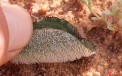 Eriospermum subincanum