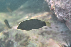 Halichoeres marginatus