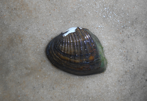 Castalia inflata