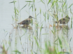 Limnodromus semipalmatus