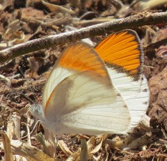Colotis evenina