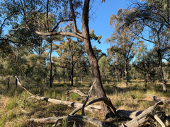 Eucalyptus macrorhyncha