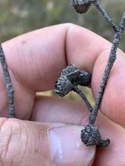 Eucalyptus macrorhyncha