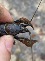 Cambarus dubius