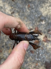 Cambarus dubius