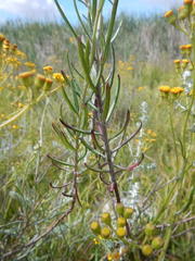 Senecio rosmarinifolius