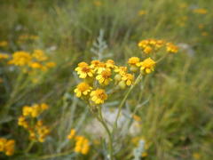 Senecio rosmarinifolius