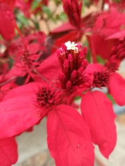 Combretum mussaendiflorum