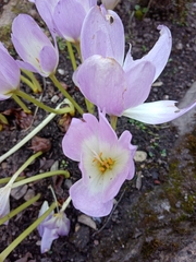 Colchicum