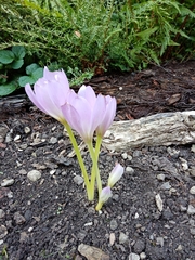 Colchicum