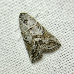 Calathusa hypotherma