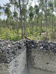 Psammophilus dorsalis