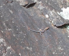 Cryptoblepharus virgatus