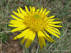 Berkheya seminivea