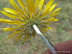 Berkheya seminivea