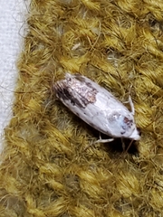 Ponometia phecolisca