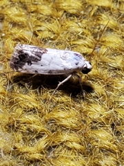 Ponometia phecolisca