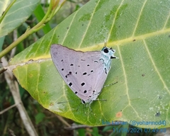 Pseudolycaena marsyas