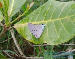 Pseudolycaena marsyas