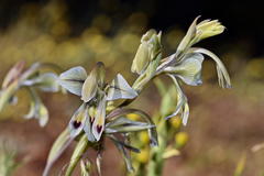 Gladiolus orchidiflorus
