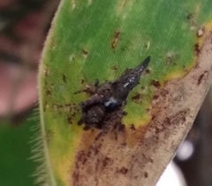 Wagneriana neblina