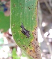 Wagneriana neblina