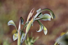 Gladiolus orchidiflorus