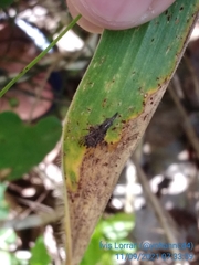 Wagneriana neblina