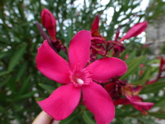 Nerium oleander