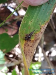 Wagneriana neblina