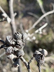 Eucalyptus macrorhyncha