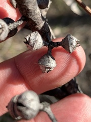 Eucalyptus macrorhyncha