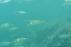 Selaroides leptolepis