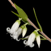 Styphelia conostephioides - Photo (c) Kevin Thiele, algunos derechos reservados (CC BY)
