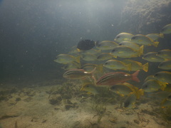 Parupeneus rubescens