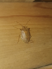 Pentatoma semiannulata