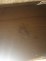 Pentatoma semiannulata