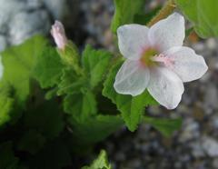 Pavonia columella