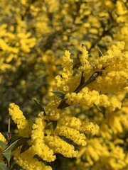 Acacia triptera