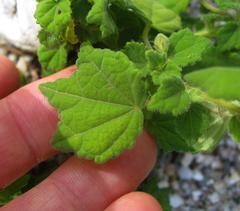 Pavonia columella