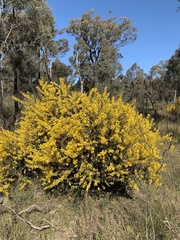 Acacia triptera