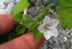 Pavonia columella