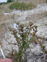 Wahlenbergia tenella