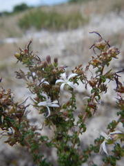 Wahlenbergia tenella