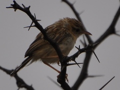 Cisticola aridulus