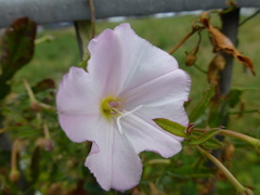 Convolvulus arvensis