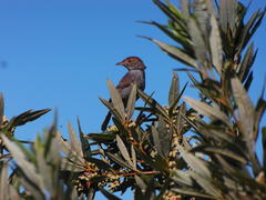 Cisticola fulvicapilla fulvicapilla