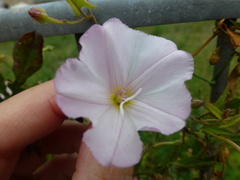 Convolvulus arvensis